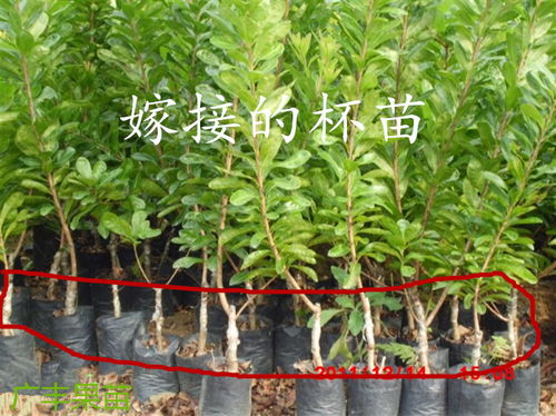 廣豐滑石報(bào)價(jià) 廠家