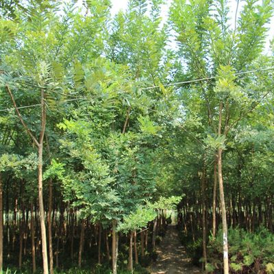常年供應(yīng)國(guó)槐 金葉國(guó)槐苗 自產(chǎn)自銷 基地種植 量大優(yōu)惠 綠化工程苗木 歡迎來電