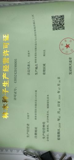 [湘玉竹批發(fā)] 湖南,尾叁,玉竹種莖,產(chǎn)量高,易管理,畝產(chǎn)10000斤以上價(jià)格3元/斤