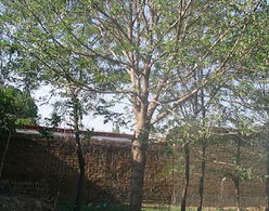 綠景落葉喬木類枸樹價(jià)格 綠景落葉喬木類枸樹型號(hào)規(guī)格