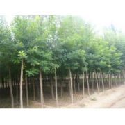 內(nèi)蒙古巴彥淖爾市苗木種植合作社