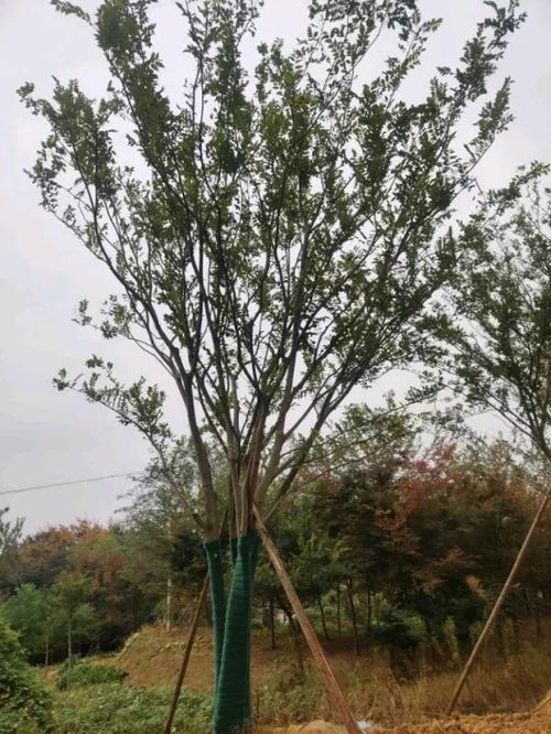 恭喜先鋒苗木種植園入駐苗木通平臺(tái) 專注苗木精品