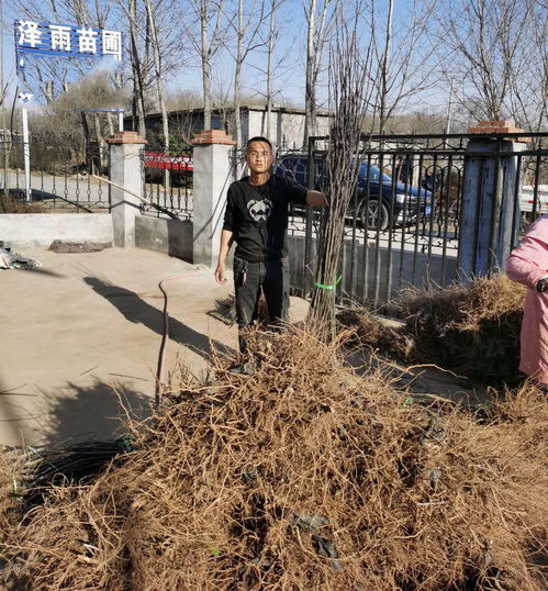 愛妃蘋果樹苗栽植技術(shù)