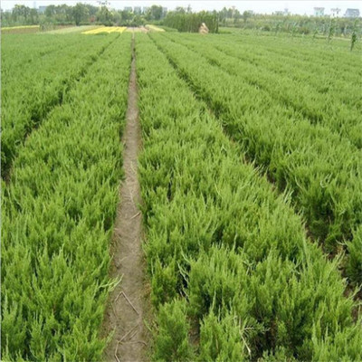 【龍柏苗出售側(cè)柏小苗 當(dāng)年苗 可嫁接龍柏 園林綠化苗 現(xiàn)挖現(xiàn)賣供應(yīng)|苗木種植銷售泰安市泰山區(qū)潤通苗木中心商鋪