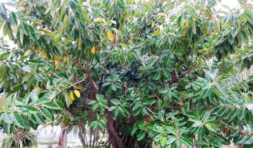 在農(nóng)村搞苗木購銷經(jīng)營和種植,是難得賺錢機會 種什么苗木才賺錢