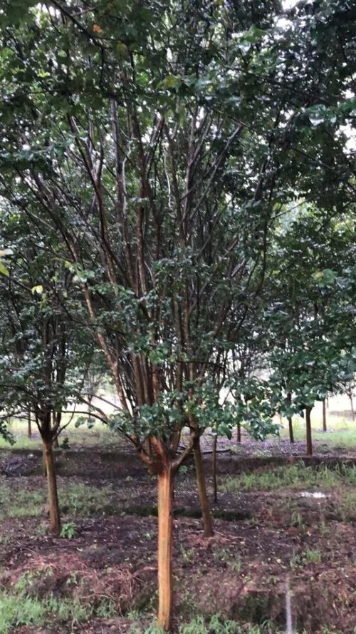 恭喜嵊州立品苗圃種植基地入駐苗木通 浙江王杰 專注優(yōu)質(zhì)苗木