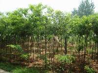 實驗基地05 苗木基地 企業(yè)相冊 正寧縣永康林果專業(yè)合作社 綠化苗木 經(jīng)濟苗木 種植苗木 園林苗木供應(yīng)銷售