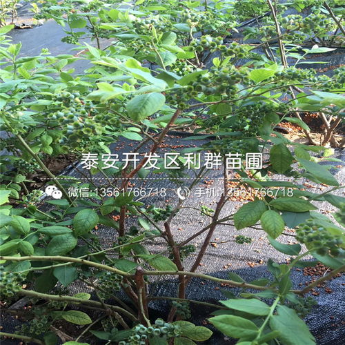 【矮化紅寶石大櫻桃苗、矮化紅寶石大櫻桃苗多少錢一株】- 