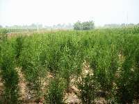 綠化苗木 經(jīng)濟苗木 種植苗木 園林苗木供應(yīng)銷售-正寧縣永康林果專業(yè)合作社