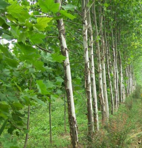 5公分白蠟樹多少錢 一帆白蠟基地 白蠟多少錢
