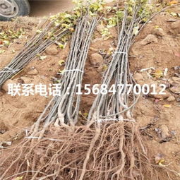 大團玉露價格 型號 圖片