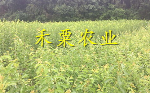 【南充青脆李子苗廠家。四川東北地區(qū)青脆李樹苗銷售】- 