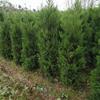 供應(yīng)塔柏_高度80公分_沭陽種植地_冠幅30公分 | 江蘇和諧苗木銷售中心