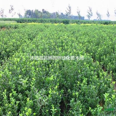 沭陽縣廣漢園林苗木場(chǎng)