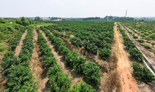 好一個(gè)致富果 綠了江岸,鼓了腰包