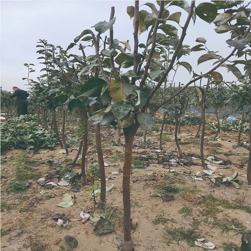 丑梨樹苗產(chǎn)地專業(yè) 丑梨苗種植銷售