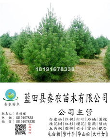 2017藍(lán)田縣秦農(nóng)苗木西北最大白皮松華山松苗木種植銷售報(bào)價(jià) 陜西西安藍(lán)田縣秦農(nóng)苗木西北最大白皮松華山松