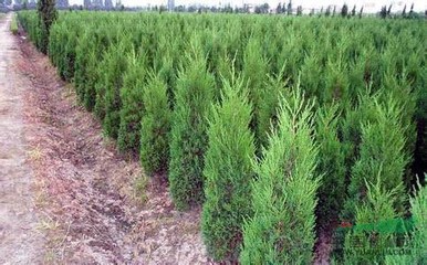 蜀檜樹苗多少錢一棵 2014蜀檜價(jià)格行情 圖片