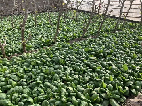 全國農廣大拜年,年飯桌上話振興 山西清徐篇
