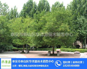 國槐種植基地 甘肅國槐 泰安華澤源苗木基地 多圖