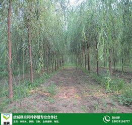 求購國槐小苗價格 鹽城國槐小苗價格 富潤種植基地直銷 查看