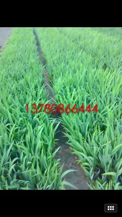 【鳶尾批發基地鳶尾基地批發青州鳶尾基地】- 