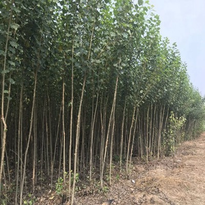商丘南林3412無絮楊種植 萬佳華錦品種齊全