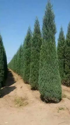 北京紫葉小檗(紅葉小檗)紫葉小檗小苗小苗基地_東北苗木花卉合作社 - 商國互聯網