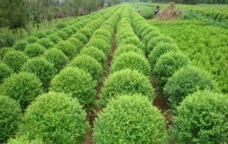公司購銷合同的法律風險與防范