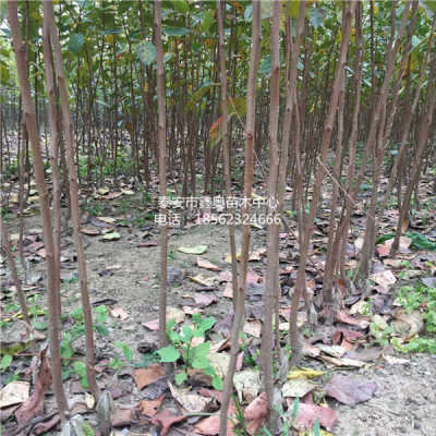 出售1公分甜柿子樹苗 柿子苗種植管理