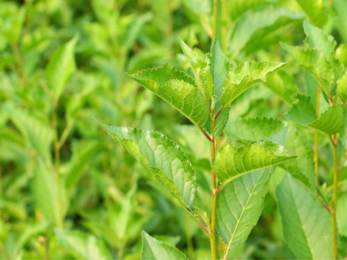 【一年福晨櫻桃苗種類】-