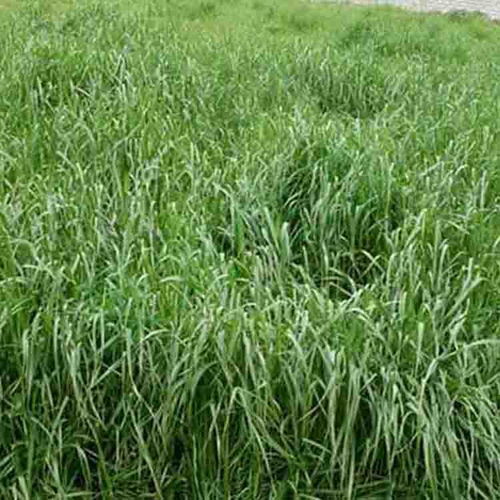 廣東基地直銷新型牧草種子廣州多年生黑麥草高產(chǎn)養(yǎng)殖牧草草種批發(fā)