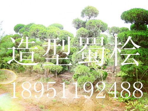 龍柏 江蘇龍柏 江蘇沭陽宏盛苗木園藝場 18951192488