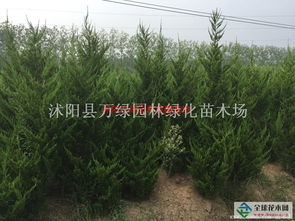 大龍柏供應 一家專門做苗木供應的公司沭陽縣萬綠園林綠化苗木場商鋪