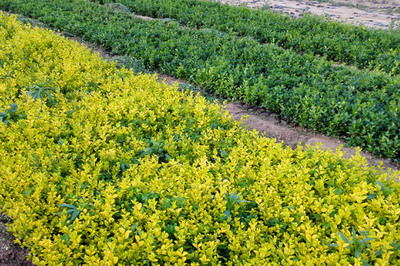 工廠綠化樹木,河北工廠綠化樹木,工廠綠化樹木種植基地