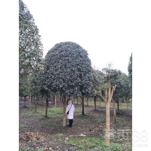 【桂花樹種植基地現(xiàn)貨出售,精品工程綠化苗木有售】- 