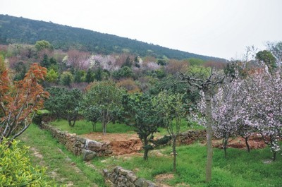 蘇州綠化公司,蘇州景觀營造,蘇州庭院綠化,蘇州景觀苗木銷售,蘇州屋頂綠化,蘇州花卉,蘇州花卉租賃,景觀設計,綠化設計,苗木種植,苗木銷售,苗木養(yǎng)護,景觀營造,工廠,廠商-蘇州坎上景觀營造工程