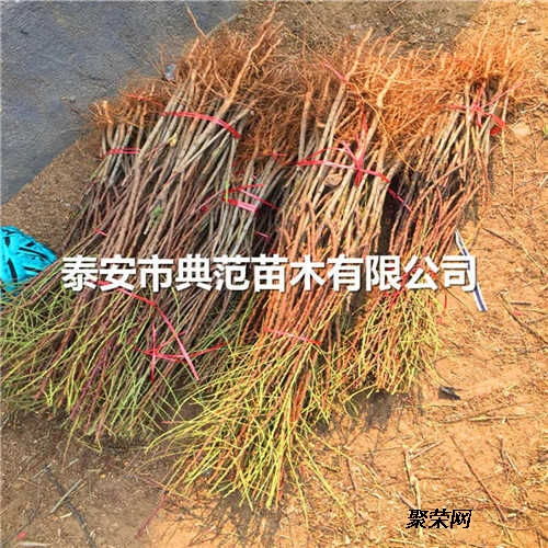 巴旦木樹苗銷售 巴旦木樹苗報價