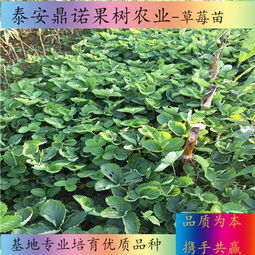 新聞 寧夏明寶草莓苗出售