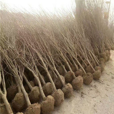 5公分的石榴樹(shù)哪里有 五年坐果石榴樹(shù)哪個(gè)苗木基地多
