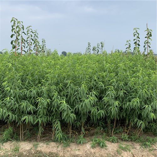 【中油19號(hào)桃樹(shù)苗價(jià)格、中油19號(hào)桃樹(shù)苗報(bào)價(jià)】- 