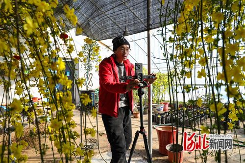 河北省灤南縣 花卉旺銷(xiāo)春意濃
