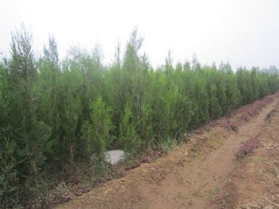 墓地用側(cè)柏好還是塔柏好?河北定州市明遠(yuǎn)苗圃場(chǎng)