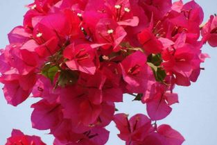 廣州杜鵑廠家種植直銷批發(fā)價(jià)格