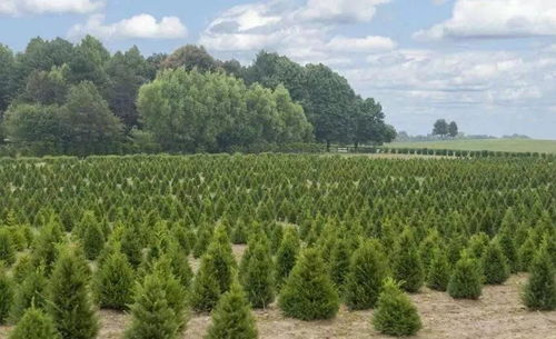 苗木種植者如何提升苗木利潤空間