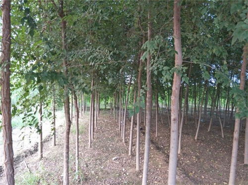 南樂9公分白榆10公分白榆數量大
