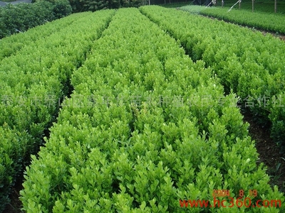【嘉年華苗木種植合作社黃楊球 黃楊球種植/價格/銷售/廠家/批發】價格_廠家_圖片