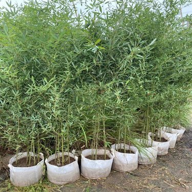 雷竹一畝種植多少棵