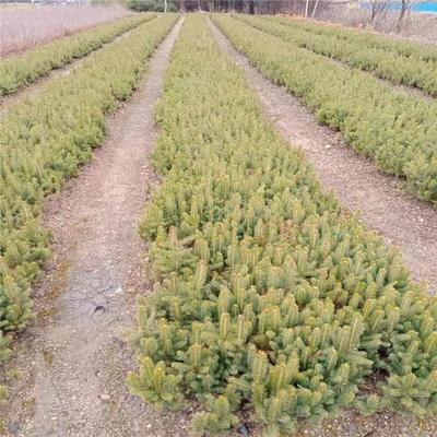 桓仁財源苗木種植基地