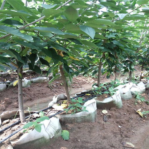【江西省嫁接櫻桃苗種植基地現貨充足】- 